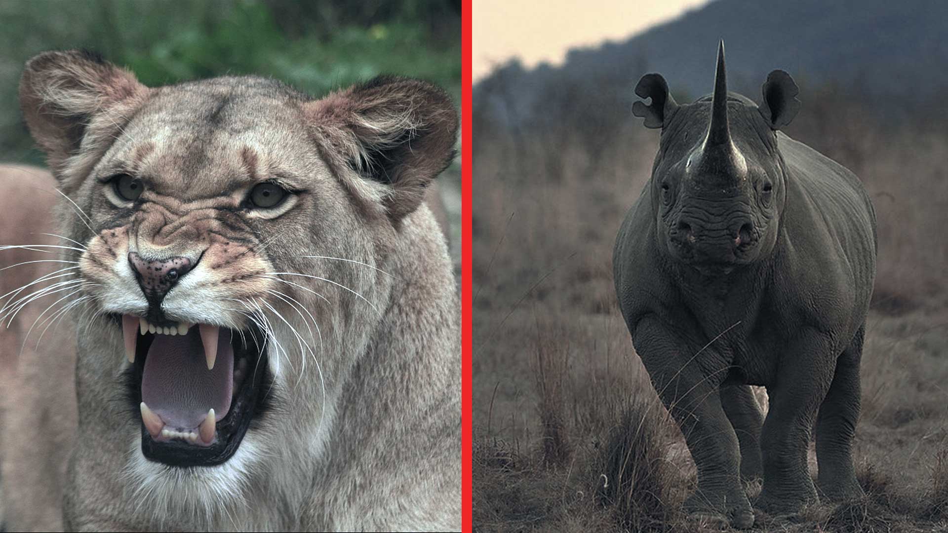 Leones eliminan cazadores furtivos que iban a cazar unos rinocerontes