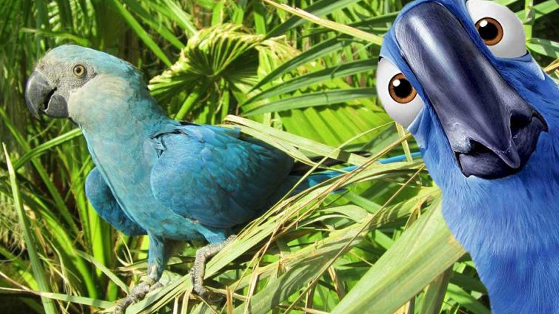 El Guacamayo Azul, protagonista de la película «Río», se encuentra oficialmente extinguido