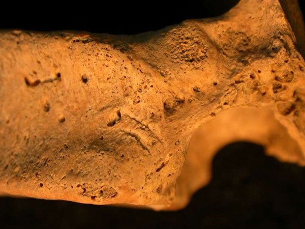 La mitad inferior de una vértebra torácica muestra dos cortes de cuchillo casi paralelos. resistencia contra zombies en la Inglaterra medieval
