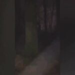 Avistamiento de demonios filmado en el bosque Avistamiento de demonios filmado en el bosque