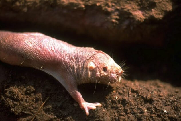 La rata topo desnuda La rata topo desnuda