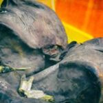 Cuentos de un gigante de dos cabezas: ¿son reales las leyendas de Kap Dwa? Cuentos de un gigante de dos cabezas: ¿son reales las