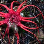 El hongo apestoso puede ser la cosa más asquerosa del mundo El hongo apestoso puede ser la cosa más asquerosa del