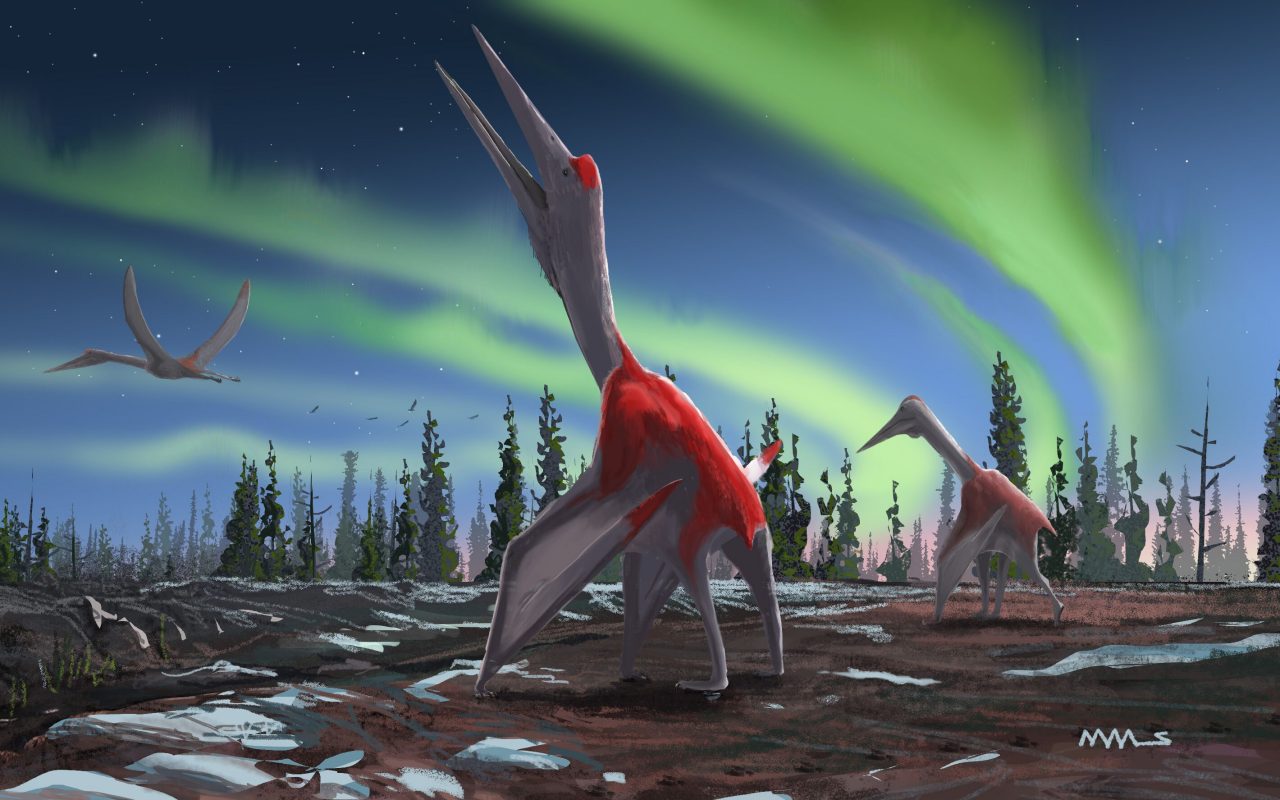 ¡Este es el animal volador más grande del mundo con una envergadura de 10 metros! ¡Este es el animal volador más grande del mundo con una envergadura de 10 metros!