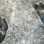 Aprendiendo a pararse sobre dos pies: las huellas en Laetoli Aprendiendo a pararse sobre dos pies: las huellas en Laetoli