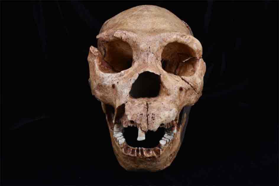 Un giro único encontrado en el camino de la evolución humana. Un giro único encontrado en el camino de la evolución humana.