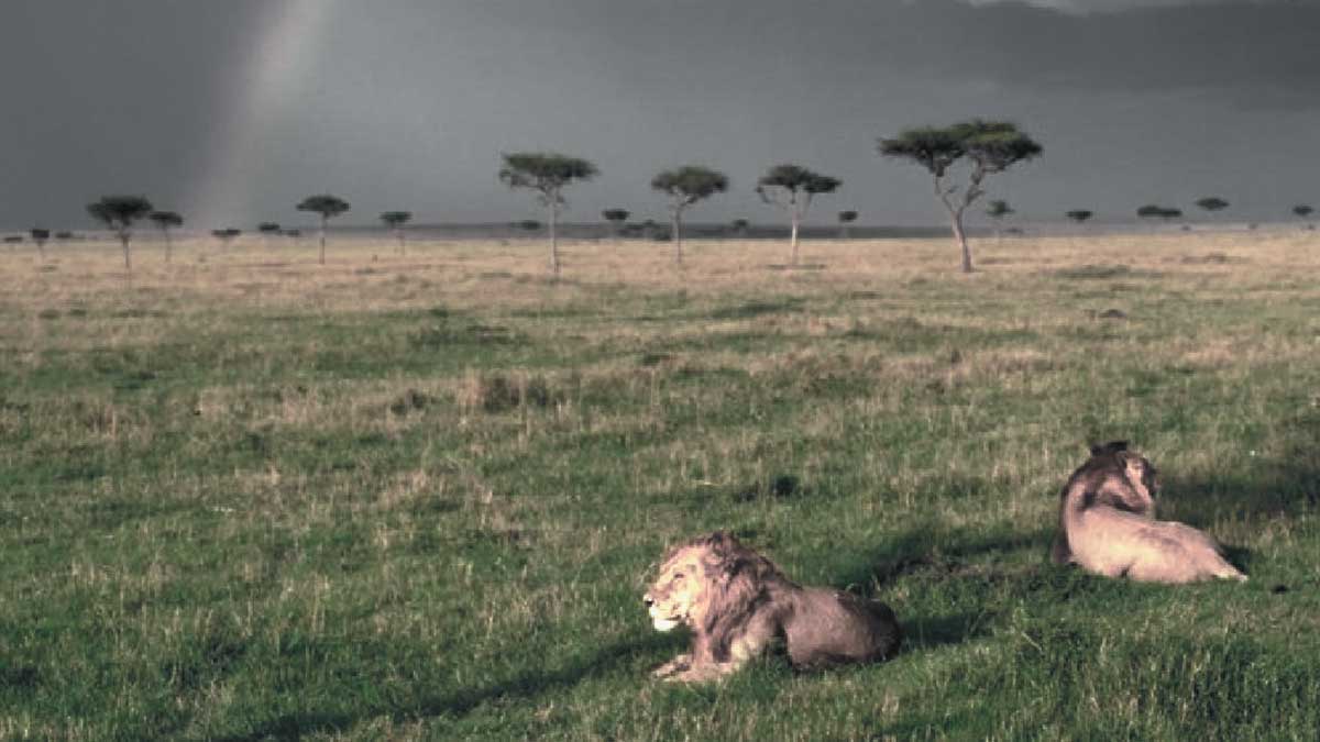 Esta es la reacción de un león cuando un turista descuidado quiere acariciarlo
