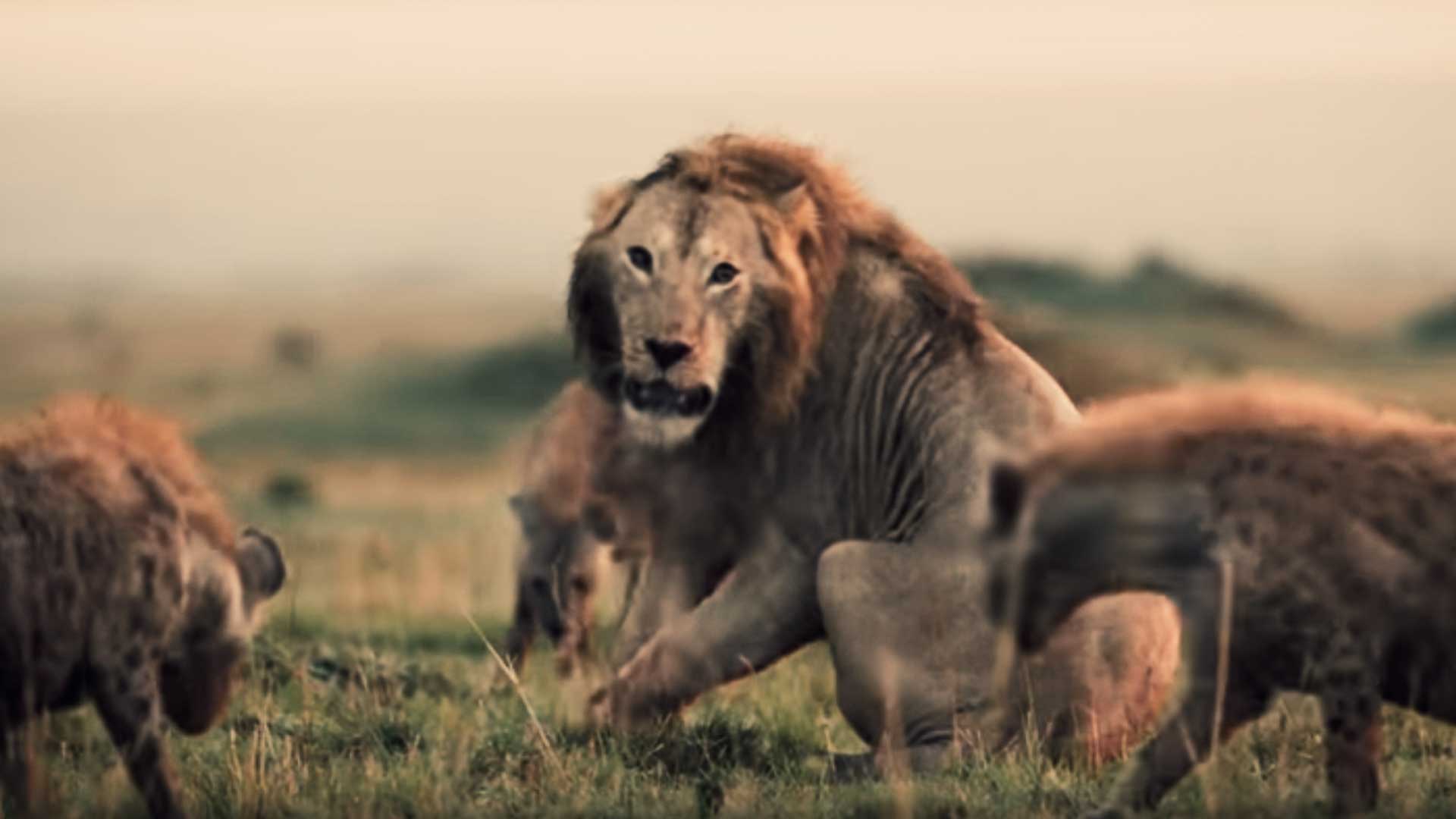 Vídeo dónde se muestra un León rodeado de 20 hienas y su inesperado final