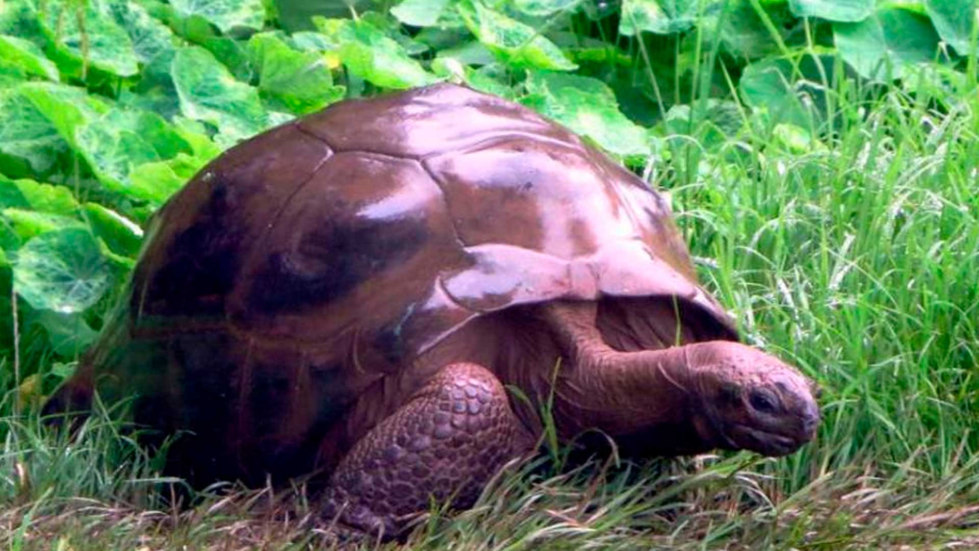 El curioso caso de Jonathan, la tortuga que nació en 1830 y aún sigue viva
