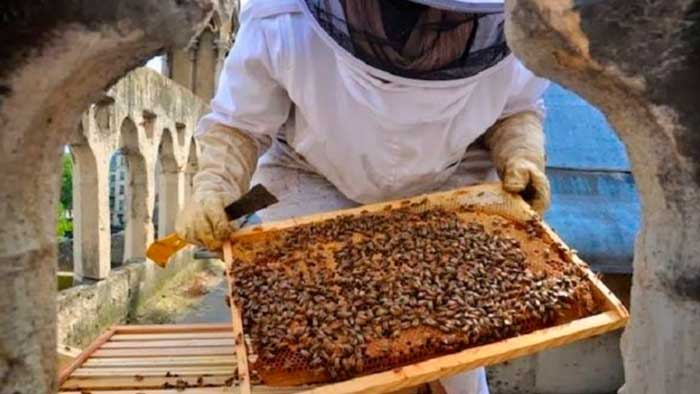 180 mil abejas en la azotea de Notre-Dame sobrevivieron al histórico incendio