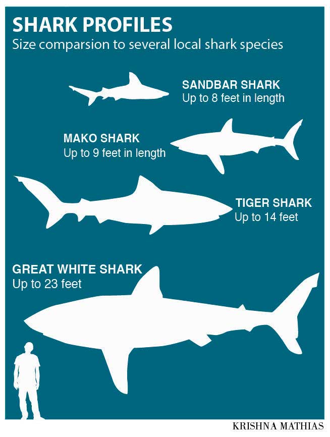 Pescador encuentra cabeza de tiburón gigante mordida por criatura aún más grande