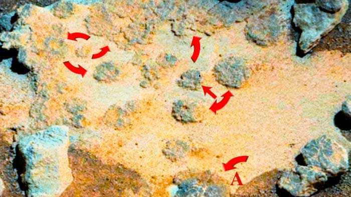Científicos indios hallan hongos vivos en Marte