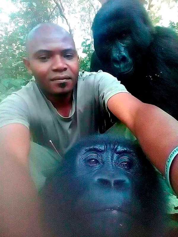 La historia de los gorilas y la pose que han hecho el mejor selfie del mundo