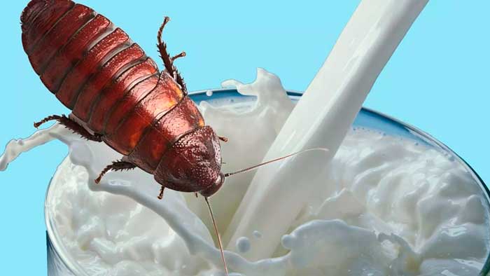 La leche de cucaracha podría ser el próximo súper alimento, piensan los científicos