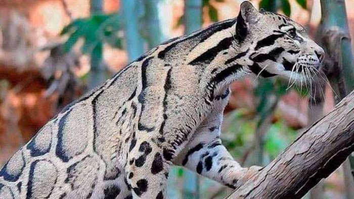 Leopardo nublado reaparece después de considerarse extinto desde 1983