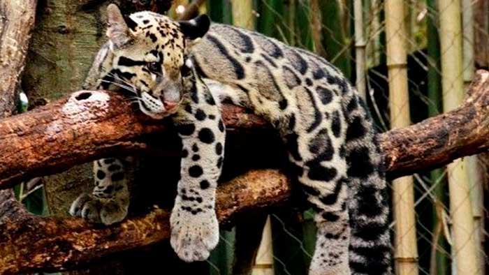 Leopardo nublado reaparece después de considerarse extinto desde 1983