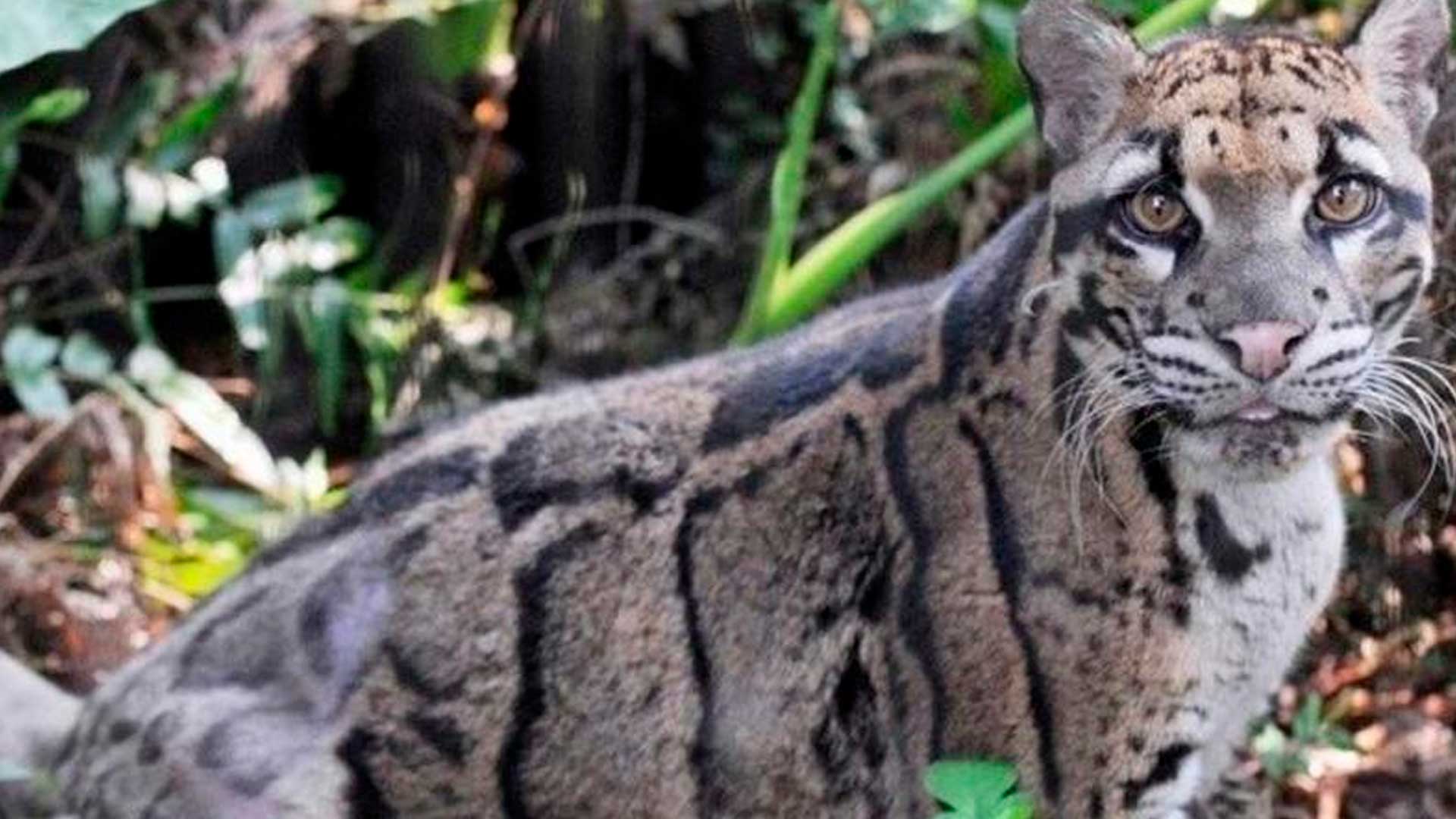 Leopardo Nublado reaparece después de considerarse extinto desde 1983