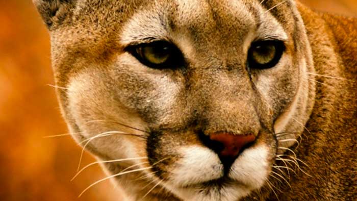 Puma del Este oficialmente declarado extinto por el USFWS