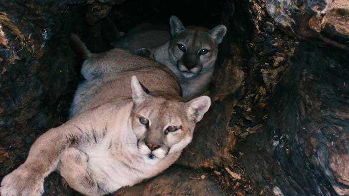 Puma del Este oficialmente declarado extinto por el USFWS