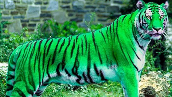 Los tigres son de color naranja porque su presa los ve como verdes, según un estudio