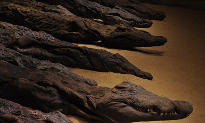 Cómo los egipcios adoraban a un dios con cabeza de reptil y por qué necesitaban miles de momias de cocodrilos 8