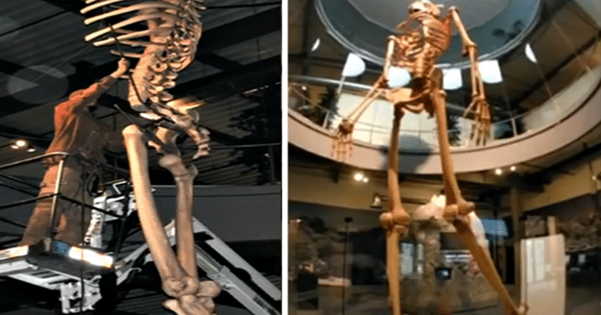 Ecuador muestra esqueletos de una antigua raza de gigantes 7 veces más grande que el humano promedio