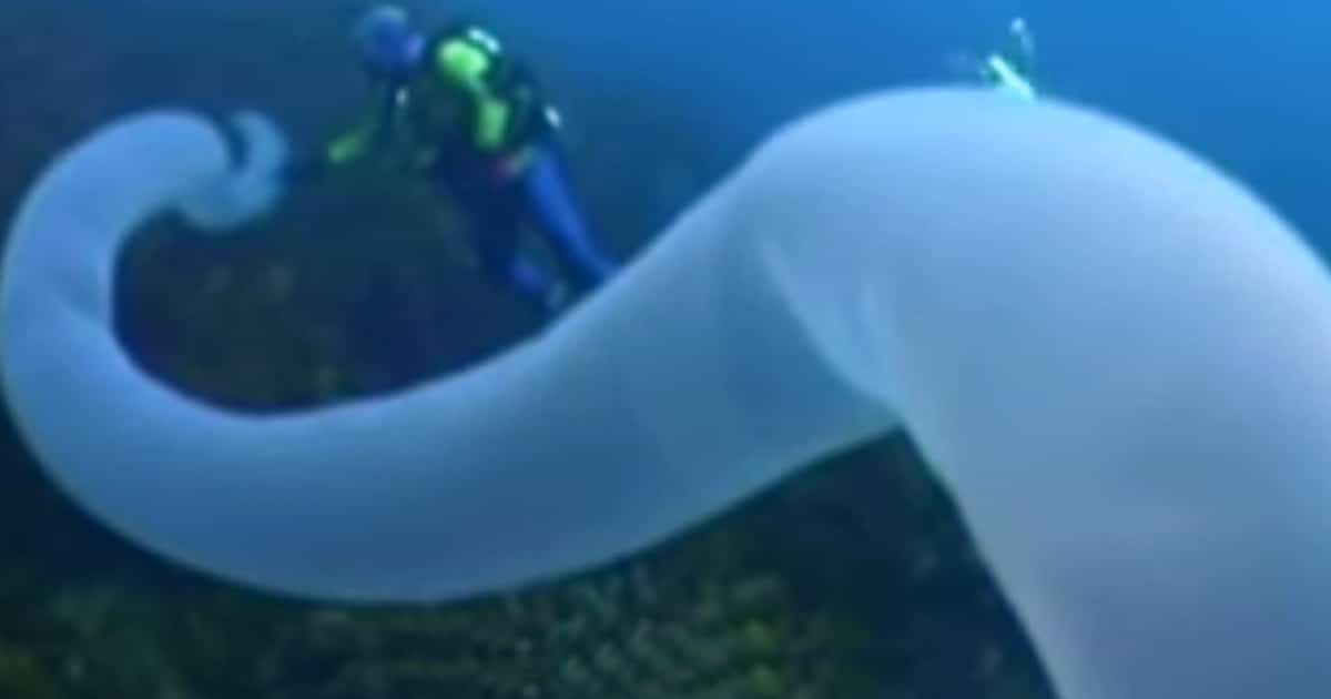 Recientemente se filmó una extraña criatura alienígena que se asemeja a un tubo gigante