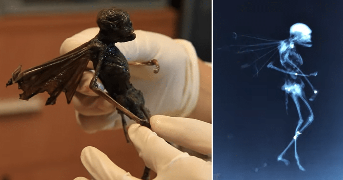El examen de rayos X de una misteriosa criatura alada parecida a un insecto confirma la existencia de hadas (video)