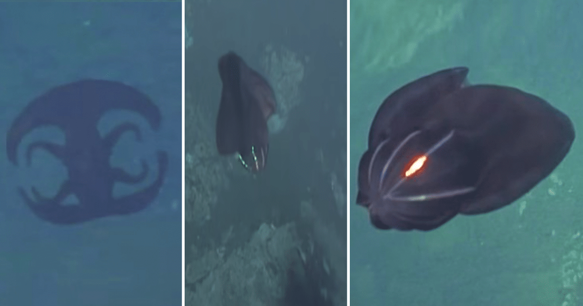 Una extraña criatura alienígena que cambia de forma fue filmada en el fondo del océano (video)