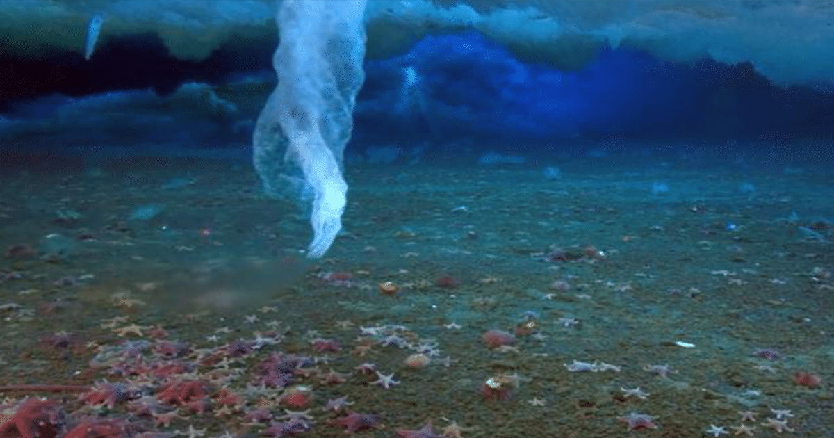 Fenómeno «Dedo de la Muerte» que congela todo a su paso filmado en vivo bajo el hielo antártico (video)