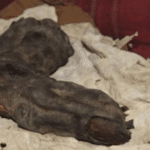 Dedo gigante encontrado en Egipto - Podría ser evidencia de los Nephilim