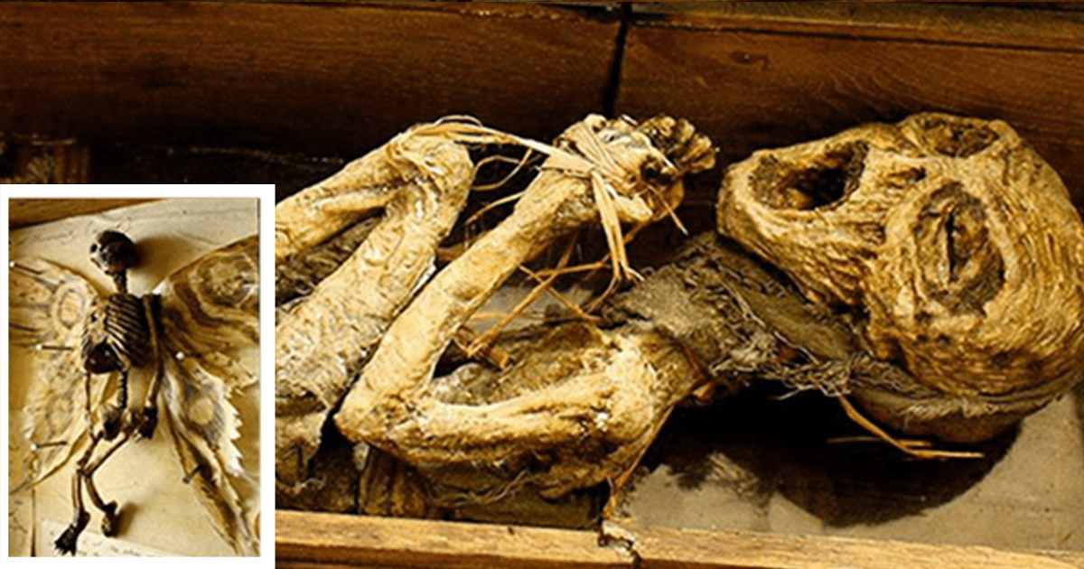 Cuerpos de criaturas míticas y papeleo peculiar descubiertos en el sótano de una casa en el Reino Unido