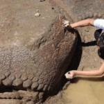 Granjero descubrió gliptodontes fosilizados de 20,000 años de antigüedad