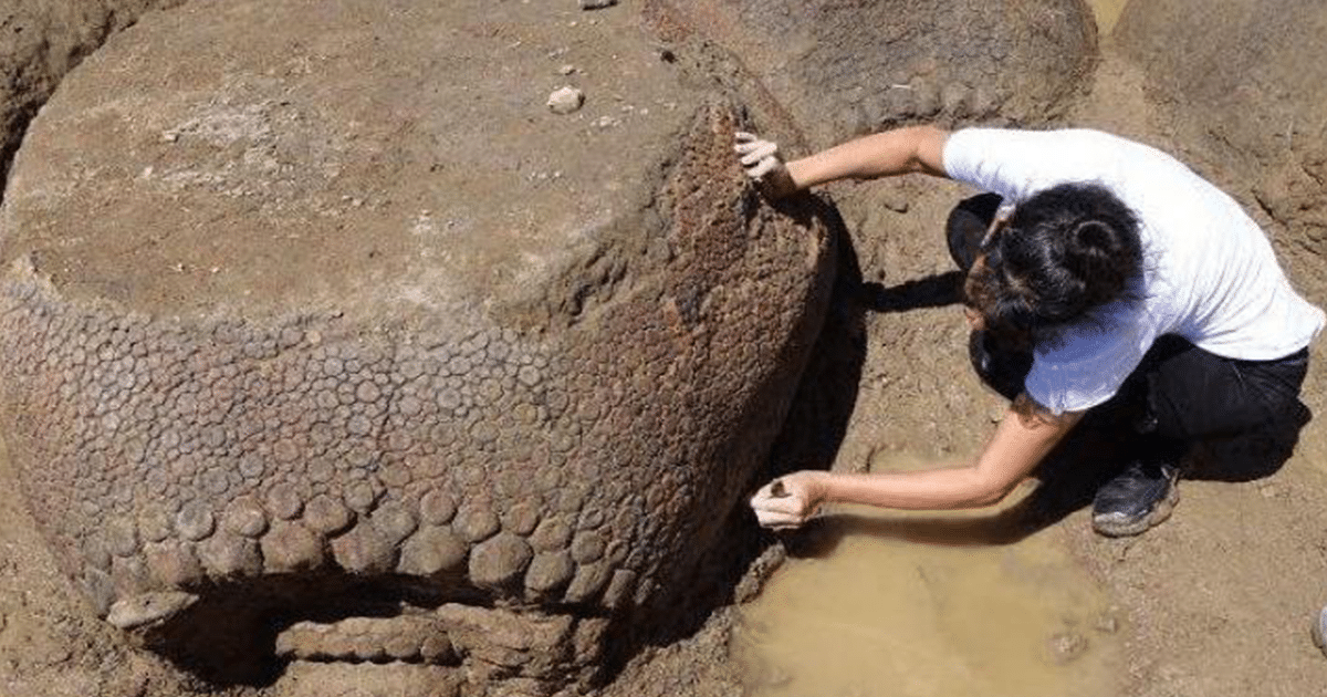 Granjero descubrió gliptodontes fosilizados de 20,000 años de antigüedad