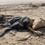 Extraña criatura de 15 pies con 'aletas' y 'pelaje' aparece en la playa en Merseyside