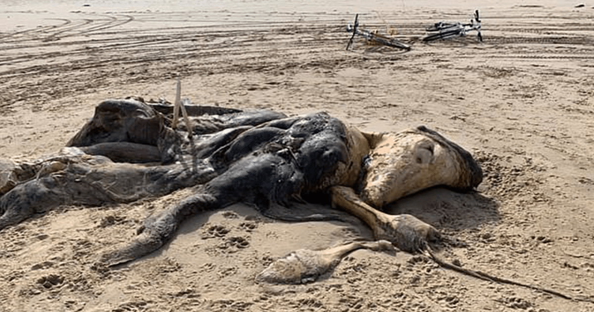 Extraña criatura de 15 pies con ‘aletas’ y ‘pelaje’ aparece en la playa en Merseyside