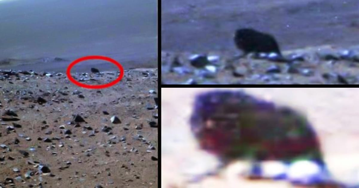 Rover de la NASA detectó una extraña criatura en Marte
