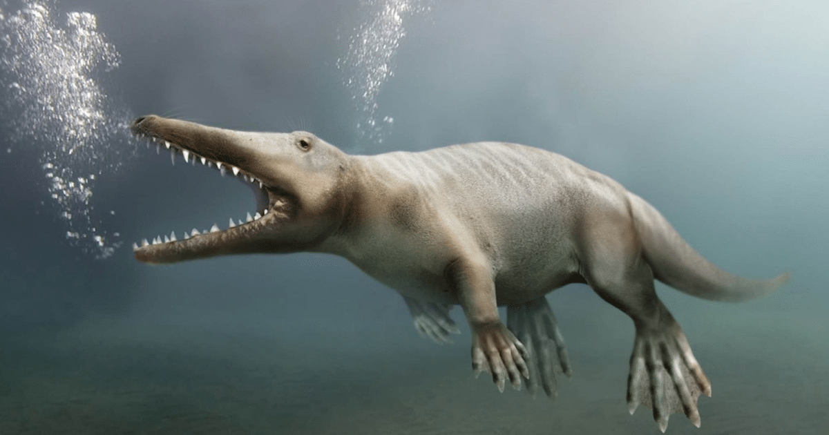 Antigua especie de ballena de cuatro patas que vivió hace 40 millones de años descubierta en Perú