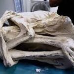 ¡"Momia alienígena" de tres dedos encontrada en Perú!