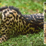 "King Cheetah" Variante mutada de guepardos uno de los animales más raros del mundo