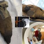 Una tomografía computarizada revela momias egipcias no humanas de 3000 años de antigüedad