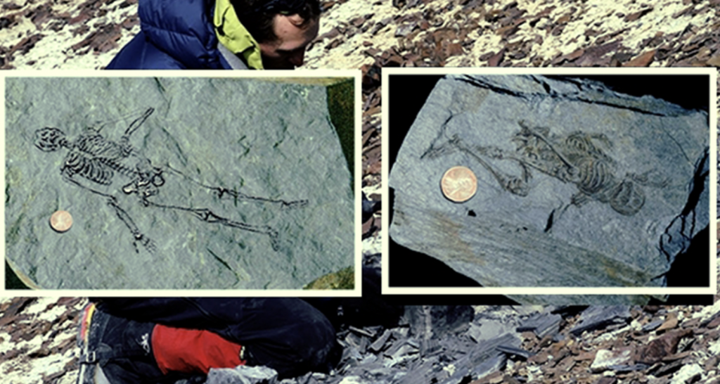 Fósiles de humanoides diminutos de 600 millones de años descubiertos en la Antártida
