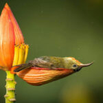 Fotógrafo de vida silvestre captura 'momento único en la vida' de un pájaro bañándose en un pétalo de flor