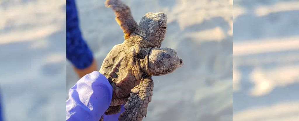 Rara tortuga bebé de dos cabezas encontrada en una playa de Carolina del Sur