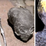 Cuerpo momificado de extraterrestre descubierto en el desierto de Atacama desconcierta a los científicos
