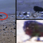 Criatura extraterrestre oscura de cuatro patas captada en cámara por Opportunity Mars Rover