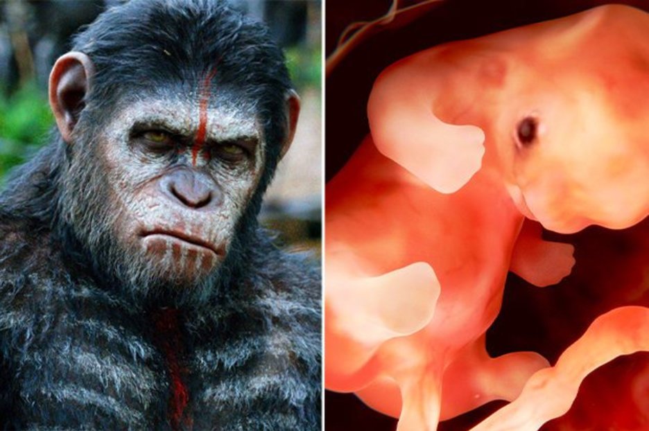 Los científicos ‘crean el primer híbrido humano-simio del mundo en China’ en un increíble experimento de empalme de embriones